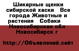 Шикарные щенки сибирской хаски - Все города Животные и растения » Собаки   . Новосибирская обл.,Новосибирск г.